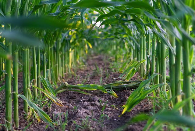 Ochrona upraw w kontekście zrównoważonego rolnictwa